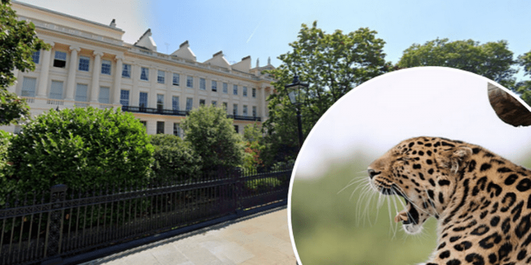 What life is like living next door to ZSL London Zoo where you can ‘see leopards and llamas from your window’