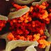 Confirmed cases of COVID-19 in London-Middlesex and Huron-Perth
