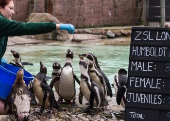 London Zoo is looking for volunteers