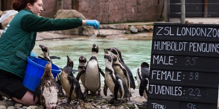 London Zoo is looking for volunteers