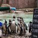 London Zoo is looking for volunteers