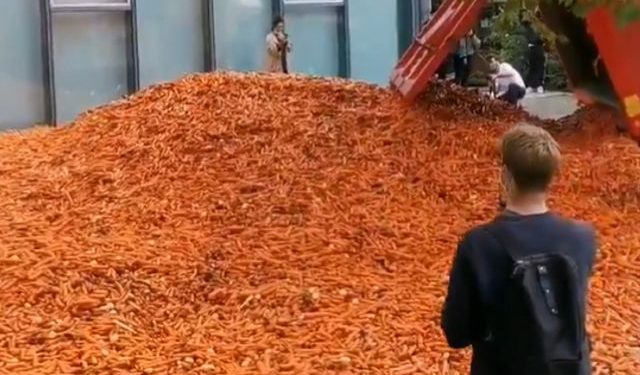 Truck load of carrots dumped outside London university 1 Truck load of carrots dumped outside London university