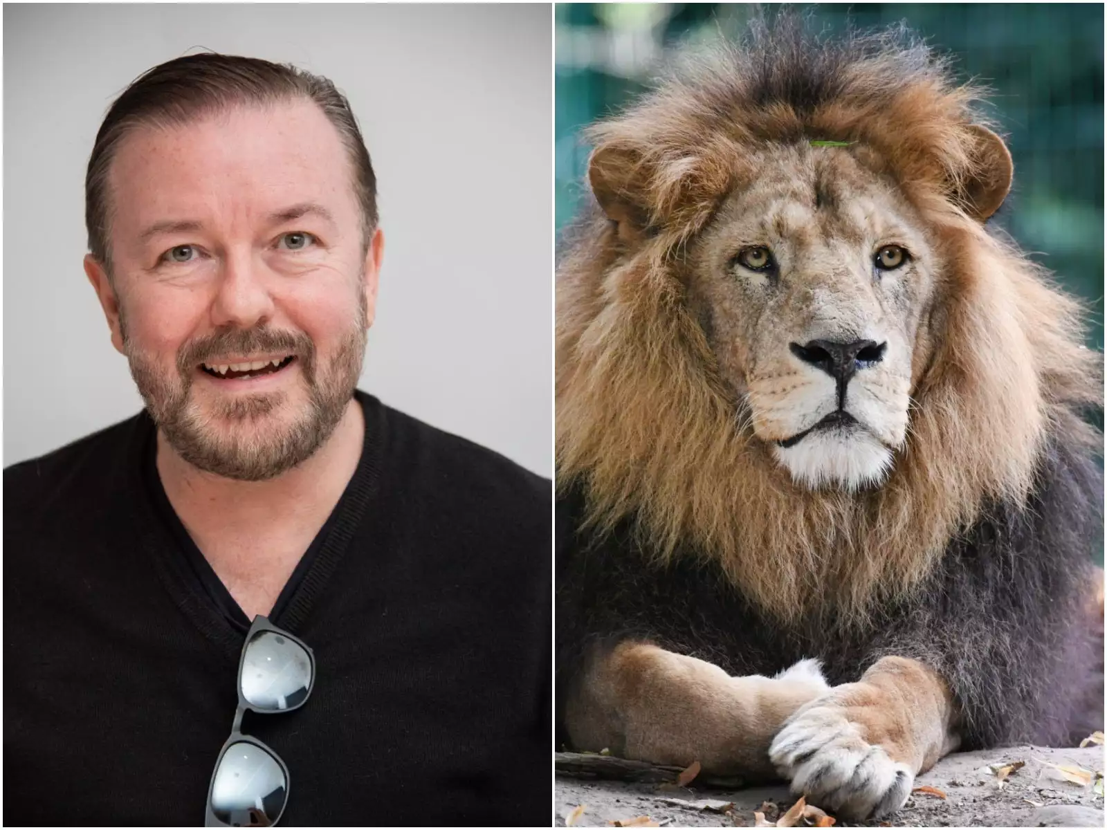 London Zoo refuses to grant Ricky Gervais his dying wish of being eaten by lions