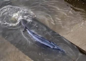 Rescuers work to free whale stranded in London’s River Thames