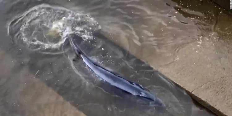 Rescuers work to free whale stranded in London’s River Thames