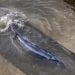 Rescuers work to free whale stranded in London’s River Thames