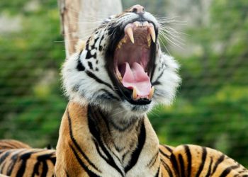 Why you should visit the London Zoo