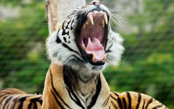Why you should visit the London Zoo