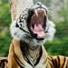 Why you should visit the London Zoo
