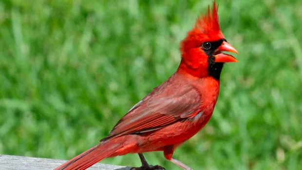 5 things you may not know about London’s new official bird: the Northern Cardinal
