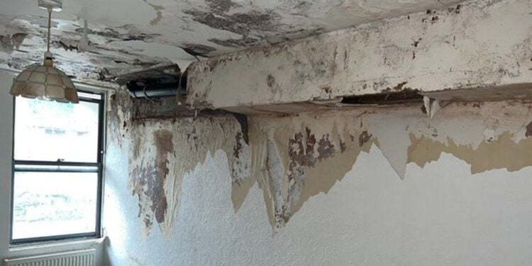 Inside London flat where ‘mushrooms’ grow on walls