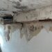 Inside London flat where ‘mushrooms’ grow on walls